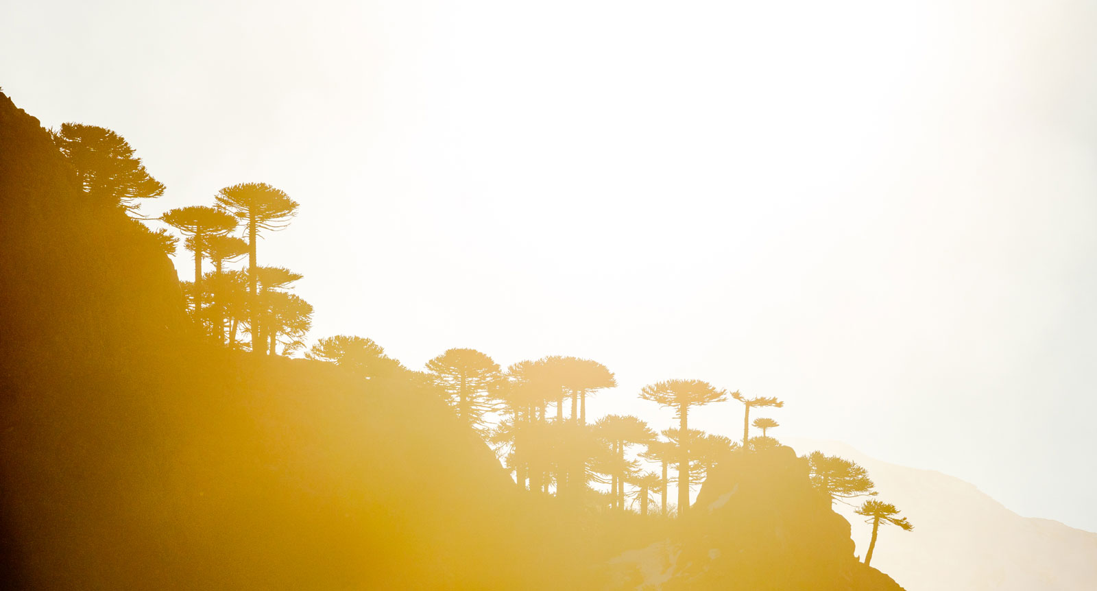 Arucaria sunset. Photo Courtesy: Ben Girardi- Adventure in Argentina