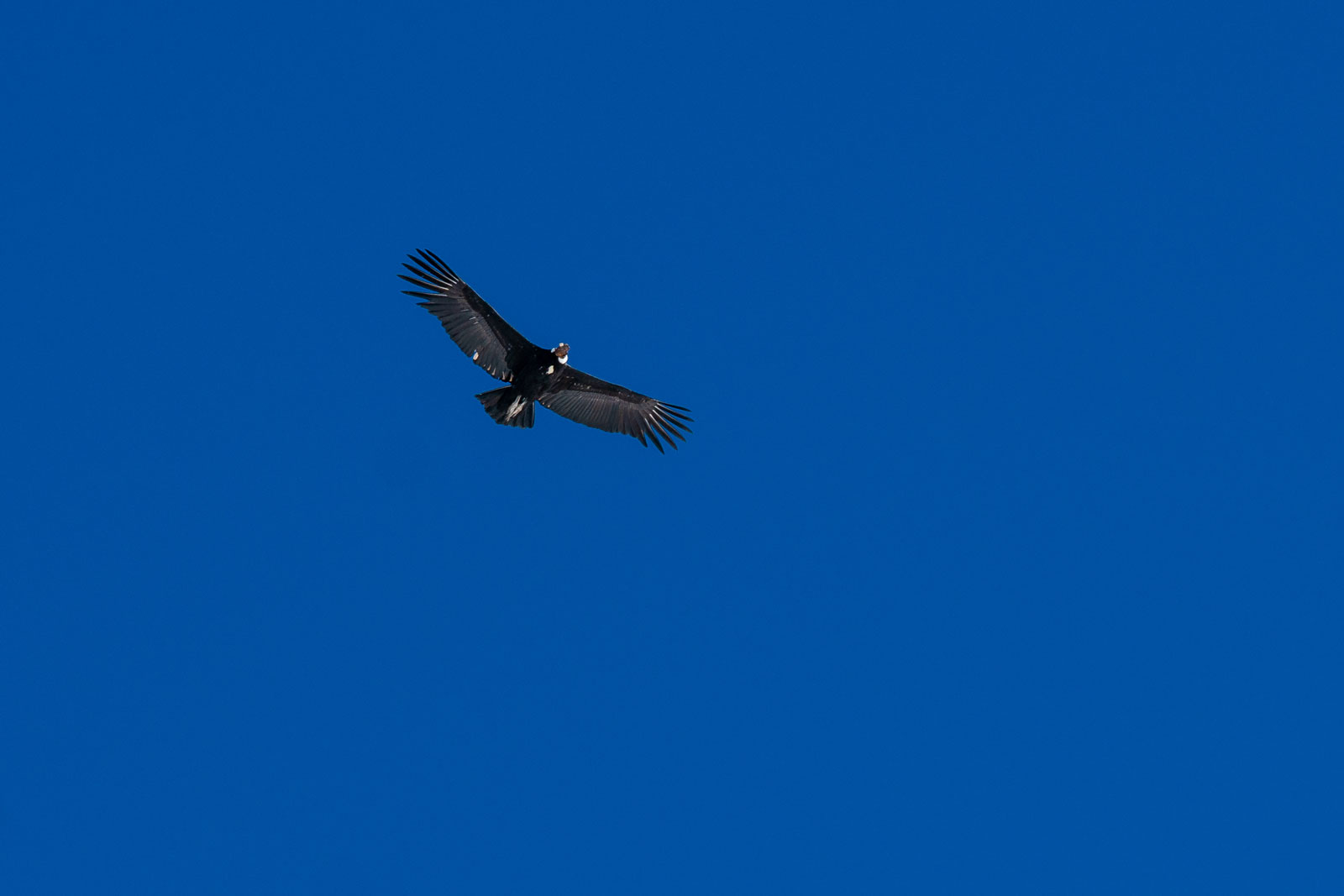 Condor doing a fly by. Photo Courtesy: Ben Girardi- Adventure in Argentina