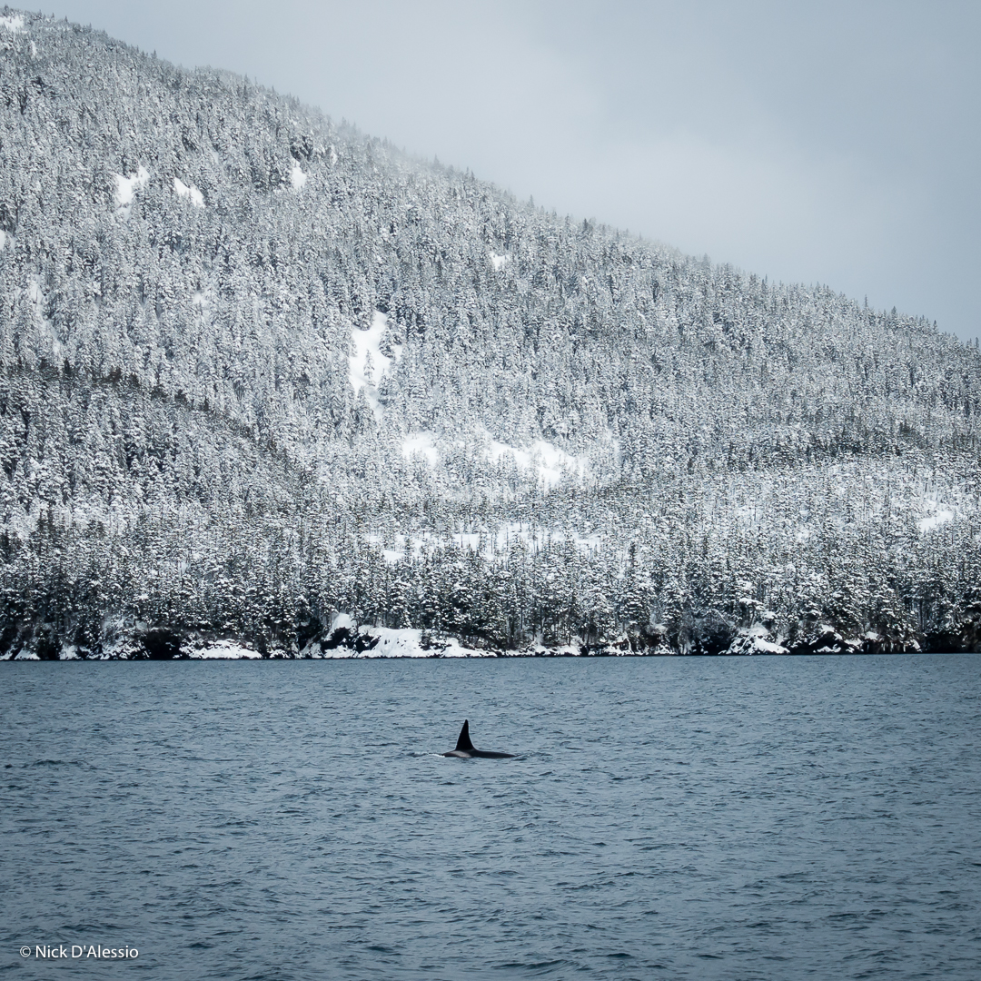 sea_and_ski_alaska_whale.jpg
