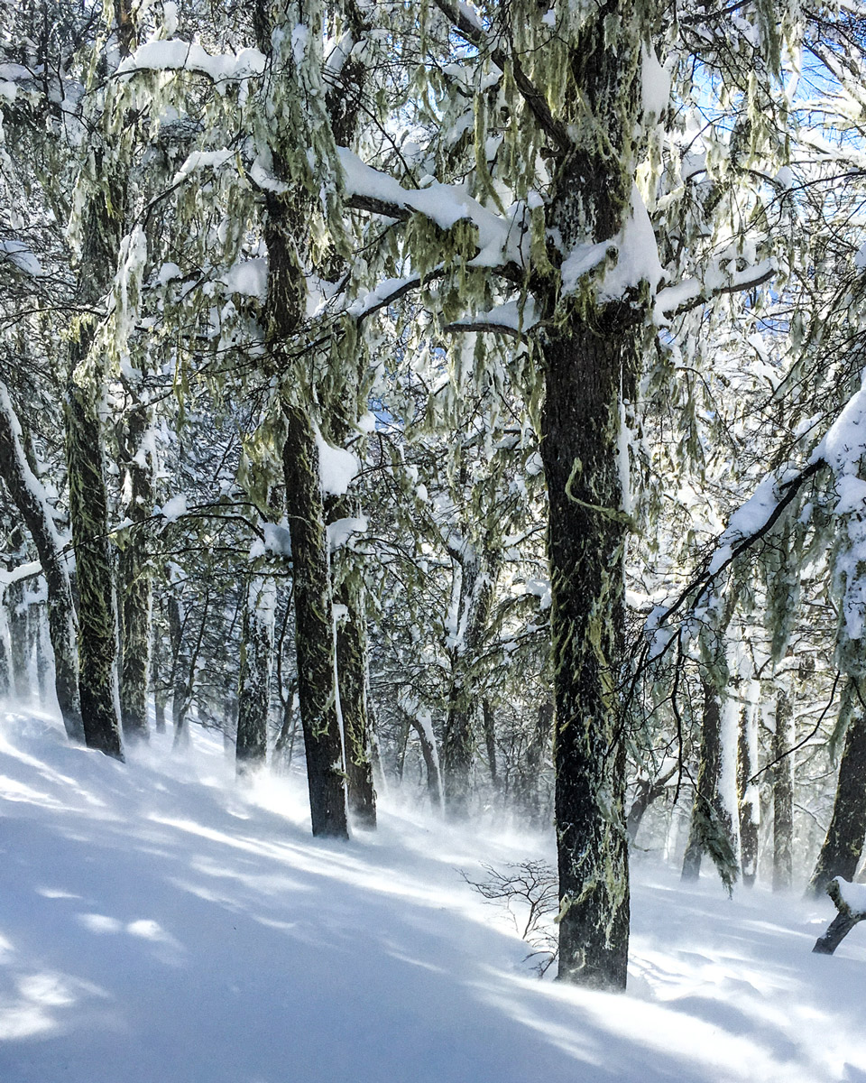 Surreal alpine forest in the winter